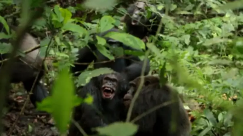 Ngogo Chimpanzees' Eight-Year Civil War: From Harmony to Brutal Conflict