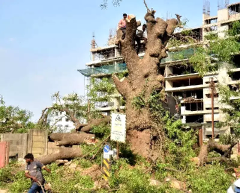 NGT Extends Tree Felling Stay in Nashik Till June 19, Rejects NMC Plea