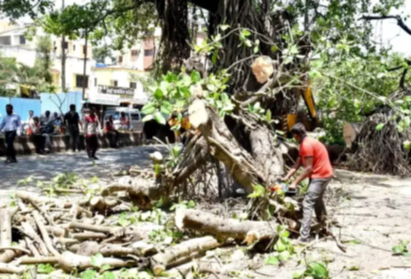 NGT Grants Interim Stay on Tree Felling in Nashik Until April 28