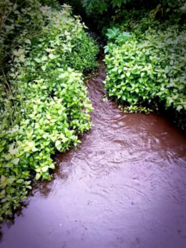 NGT Orders Pollution Inspection of Two Himachal Industrial Units in Una