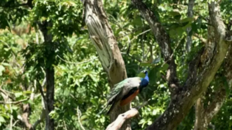 Nine Peacocks Found Dead in Karnataka's Mandya District, Investigation Underway