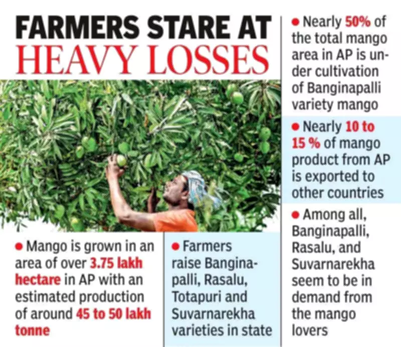 North Andhra Mango Crop Drops Over 60% Due to Erratic Weather