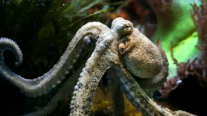 Octopus: The Alien-Like Marvel of Earth's Oceans Revealed
