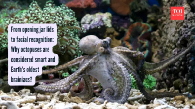 Octopuses: Brainy Molluscs with Arms Full of Neurons