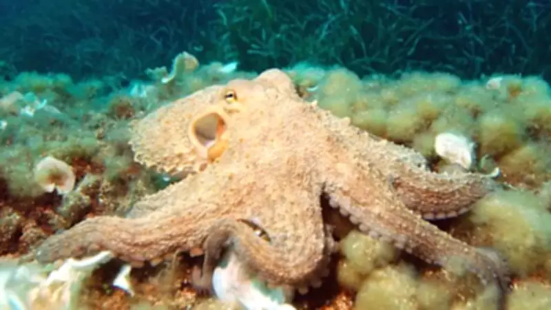 Octopuses Use 'Taste by Touch' to Find Mates in Dark Ocean Depths