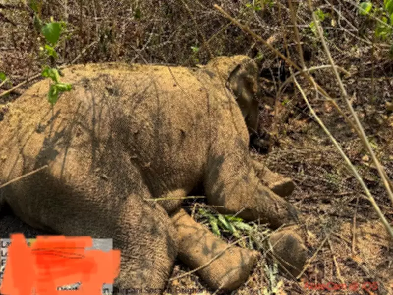 Odisha Elephant Dies After Consuming Explosive Bait Bomb, Poachers Hunted