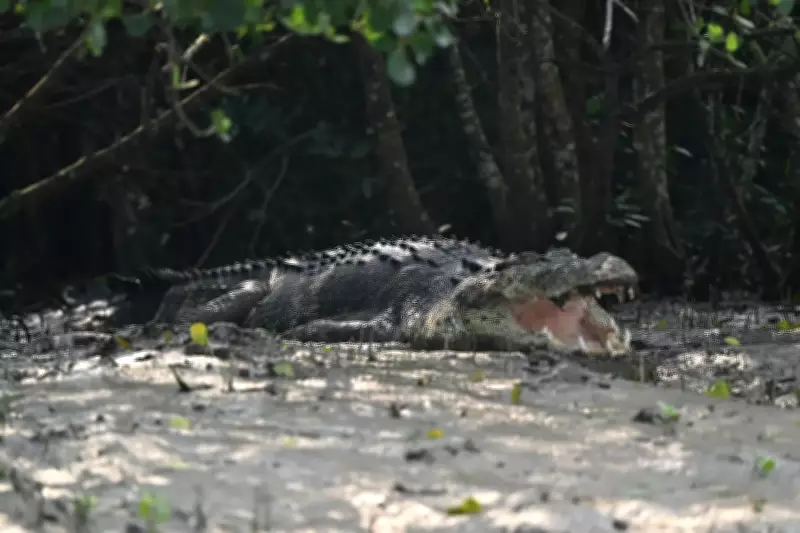 Odisha Farmer Survives Crocodile Attack in Kharosotra River, Highlights Growing Threat