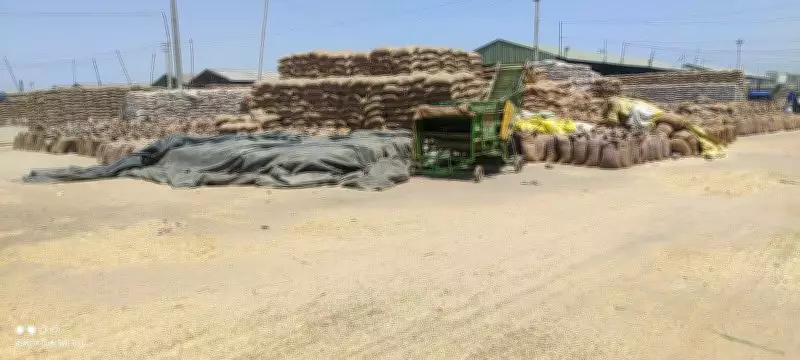 Officials Directed to Speed Up Wheat Lifting in Tarn Taran District