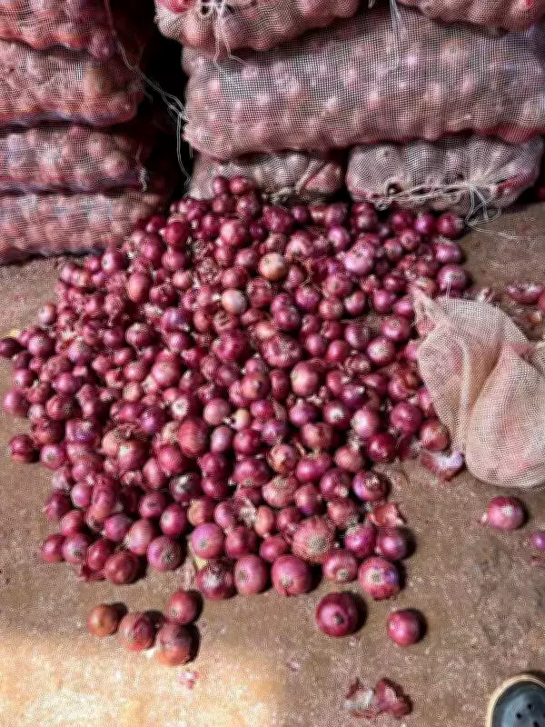 Onion price crash in North Karnataka pushes farmers into crisis