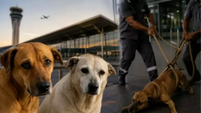 Outrage Over Alleged Mistreatment of Stray Dogs at Delhi Airport