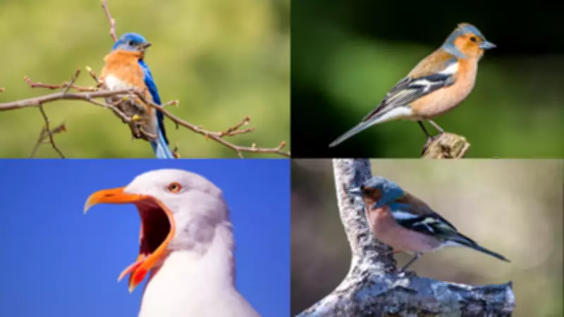 Over 1 Million Birds Traded from Africa to Asia in 15-Year Period, Study Reveals