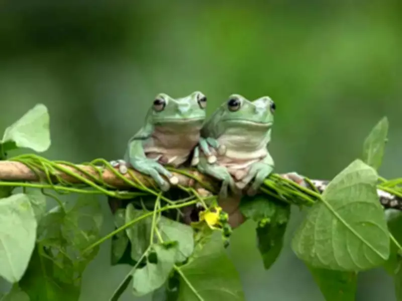 Over 1,000 Toads Feared Dead After Reservoir Drained in North Wales During Breeding Season