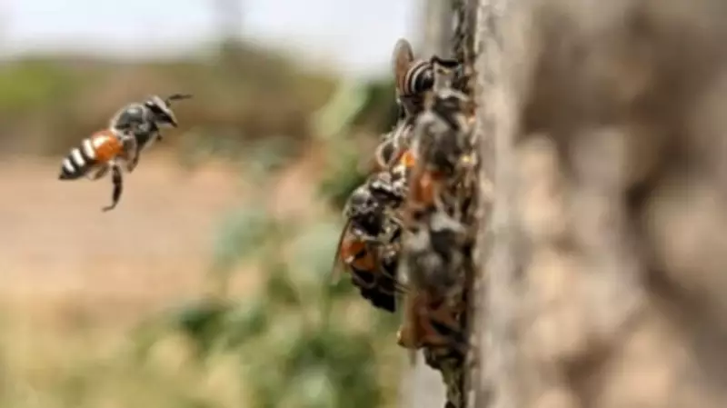 Over 70 Injured, 6 Critical in Honeybee Attack During Good Friday Prayers in Karnataka