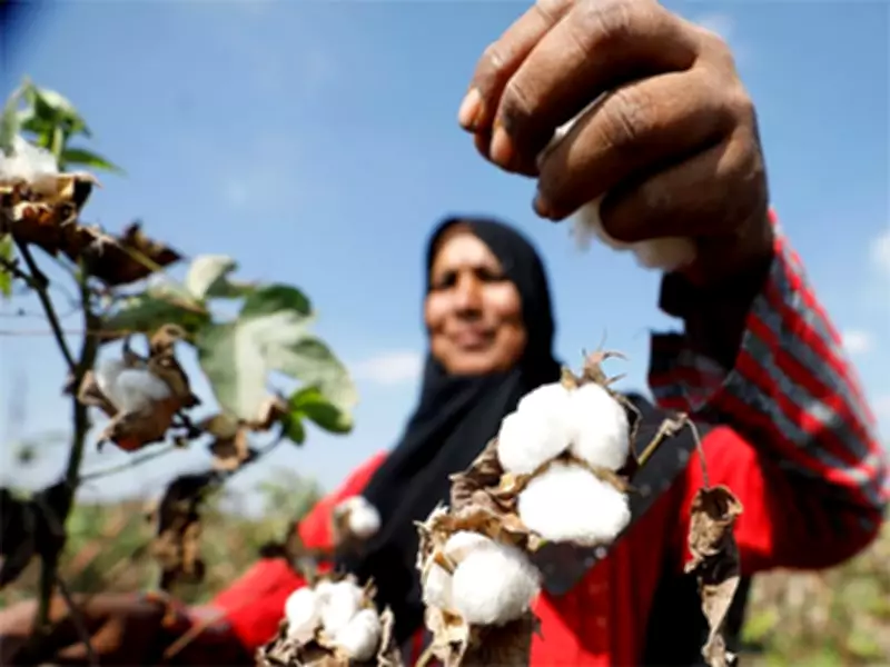 Pakistan's Cotton Crisis Worsens Due to Policy Failures and Poor Seed Quality