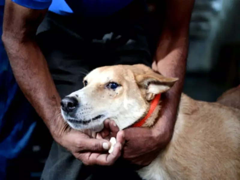 Pakistan's Punjab Grapples with Stray Dog Crisis: Over 500,000 Bite Cases Reported