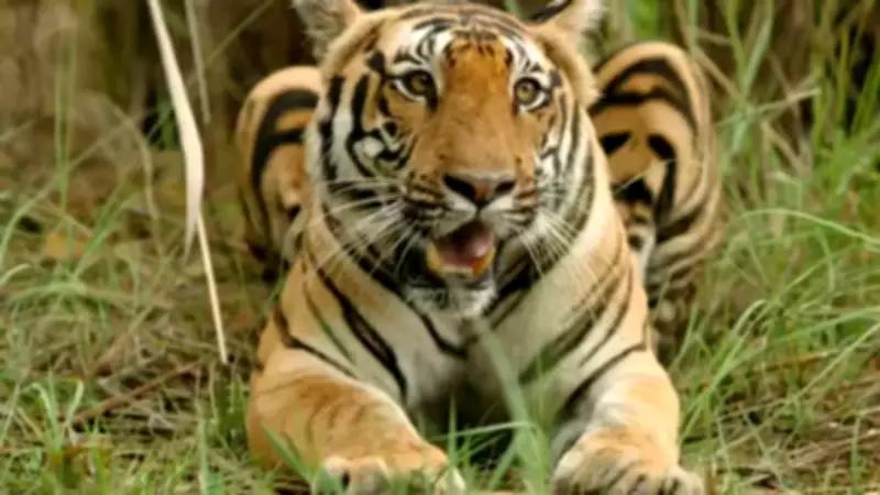 Palamu Tiger Reserve: Railway Stations and Tracks to be Relocated for Wildlife Safety