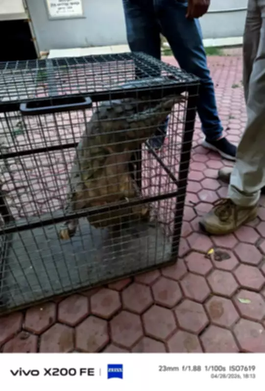 Pangolin Rescued from Village in Cuttack Forest Range
