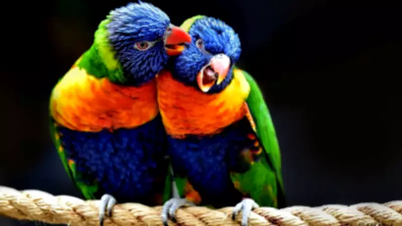 Parrots Engage in Complex 'Duet' Conversations, Redefining Animal Communication
