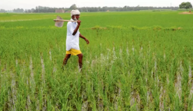 Partnership to Help Basmati Farmers Reduce Export Rejections