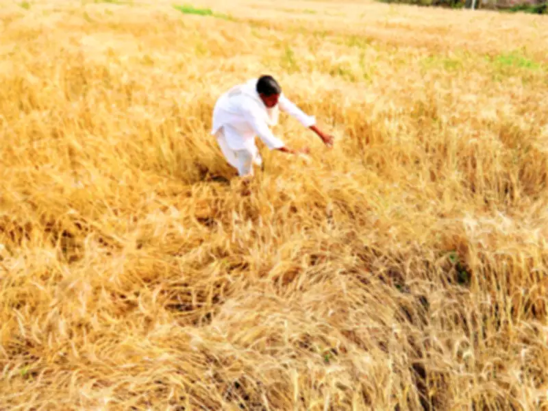 Patna Advises Caution on Fertilizer Use Amid West Asia Crisis Ahead of Kharif Season