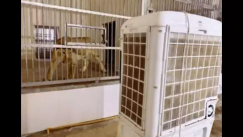 Patna Zoo Installs Coolers, Fans, and ACs to Beat Summer Heat for Animals