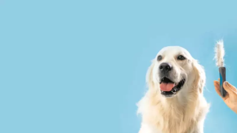 Paws Life: The Science and Joy of Pets Basking in Sunlight