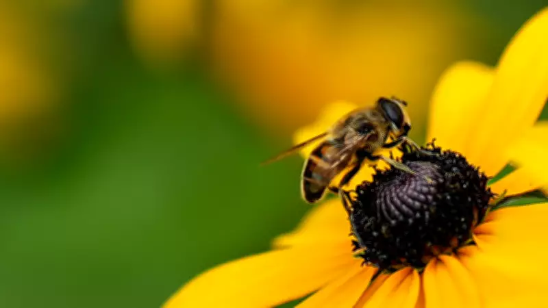 Peru Makes History: Grants Legal Rights to Stingless Bees, a Global First