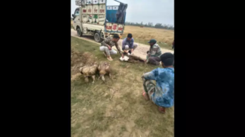 Pilibhit Tiger Reserve Issues Advisory After 25 Himalayan Griffon Vultures Found Dead