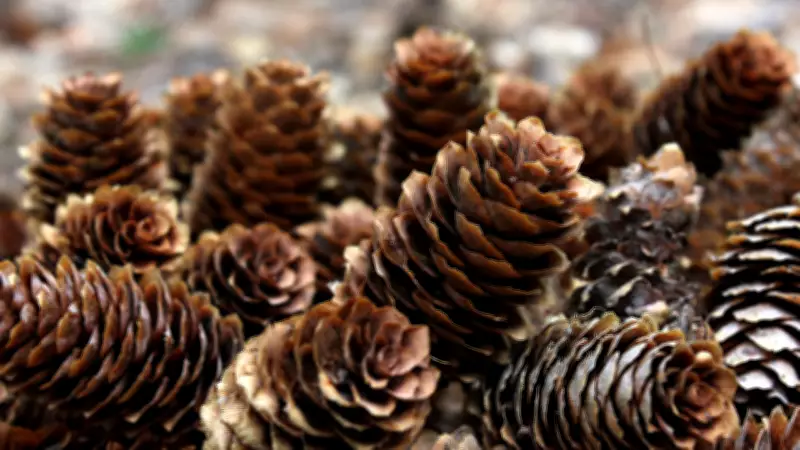 Pinecones: The Natural, Budget-Friendly Secret to a Fresh-Smelling Bathroom