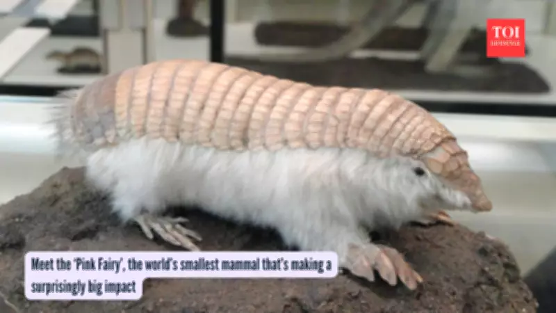 Pink Fairy Armadillo Reappears in Argentina, Boosting Conservation Hopes