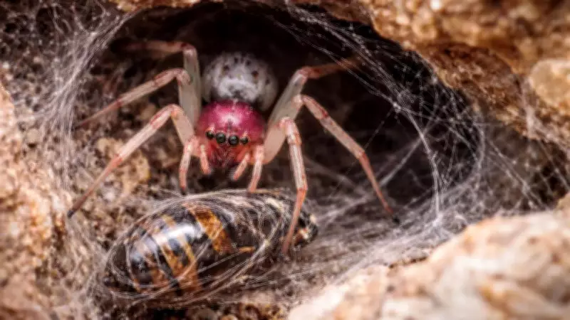 Pink Floyd Spider: Tiny Urban Hunter Captures Prey Six Times Its Size