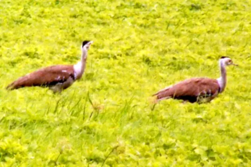 PM Modi Praises Great Indian Bustard Conservation as 3 New Chicks Hatch