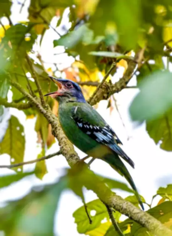 Poila Baisakh Bird Count 2026 Records 400+ Species Amid Election Disruptions