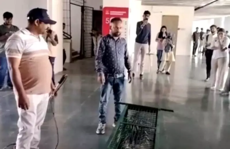 Porcupine Climbs to Fifth Floor at Navrachana University in Vadodara