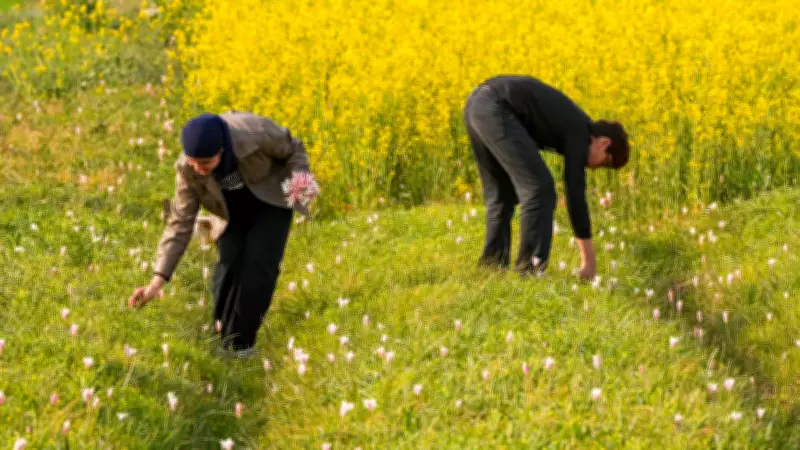 Porcupine Invasion Threatens Kashmir's Saffron Heartland in Pampore