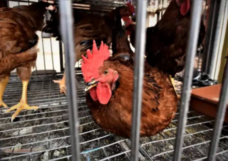 Poultry Industry Struggles with Price Volatility Amid Export Weakness and LPG Crisis