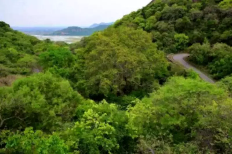 Prayagraj Forest Department Revives Tamarind and Kaitha Trees with Massive Monsoon Plantation Drive