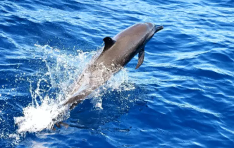 Prayagraj Launches 'Dolphin Friends' Network to Protect Endangered Gangetic Dolphins