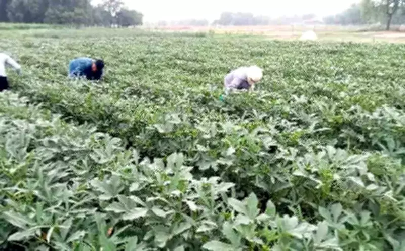 Prayagraj Sees 11,136 Farmers Adopt Organic Farming in Ganga Proximity