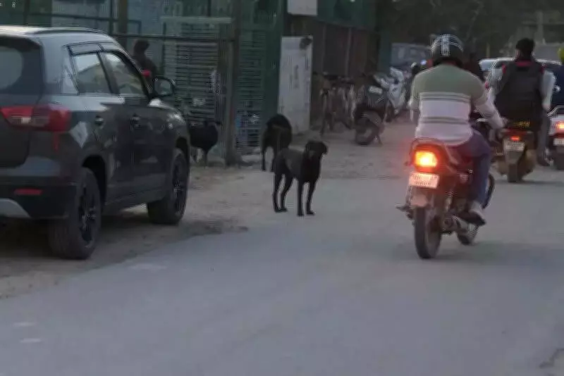 Prayagraj to Build Massive Dog Care Center to Tackle Stray Dog Menace