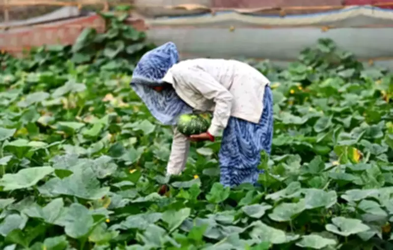 Prayagraj's Agricultural Exports Thrive Despite West Asia Tensions