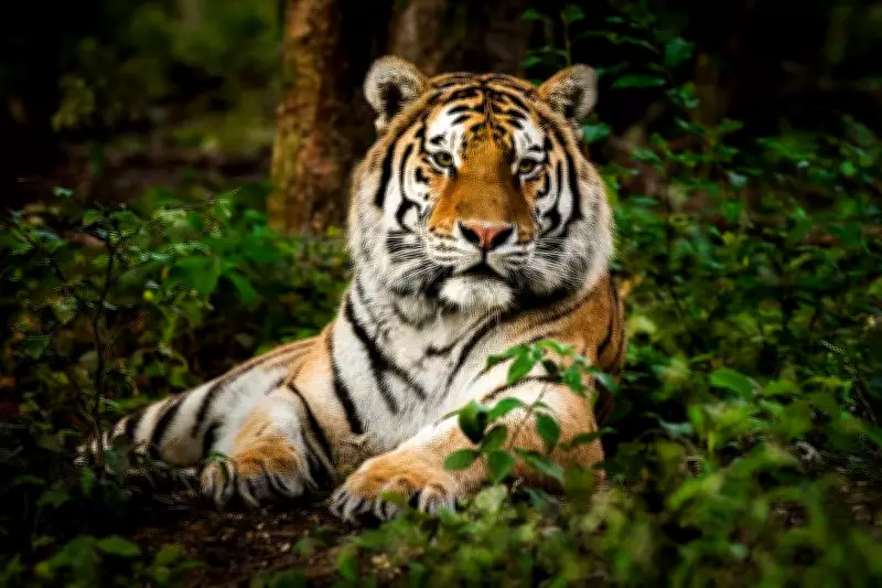 Probes into 88 tiger deaths face administrative burial