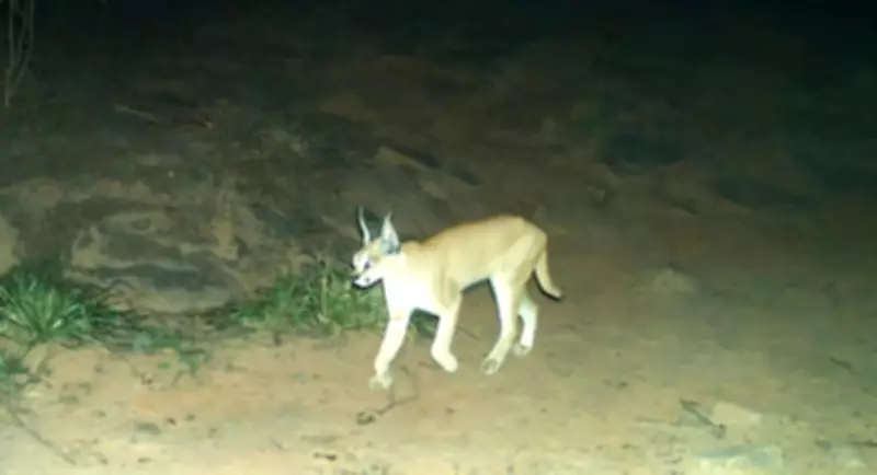 Project Caracal Launched in Rajasthan to Study Elusive Wild Cat Species