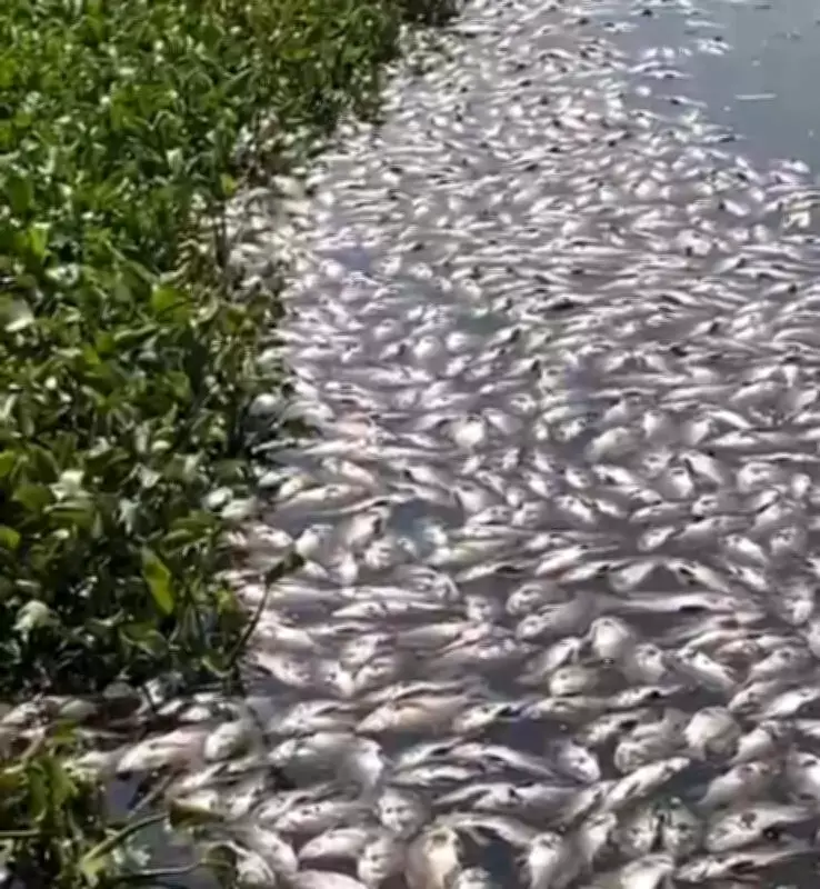 Pune Civic Body Launches Probe After Mass Fish Deaths in Pashan Lake