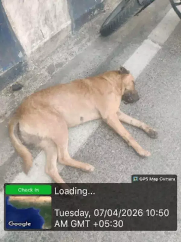 Pune Dog Bite Incident: Suspected Rabid Dog Captured, Dies During Transport