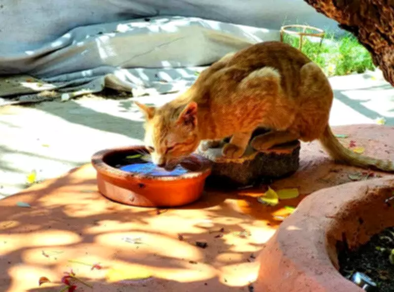 Pune Sizzles as Temperatures Soar Above 40°C, IMD Predicts Relief Soon
