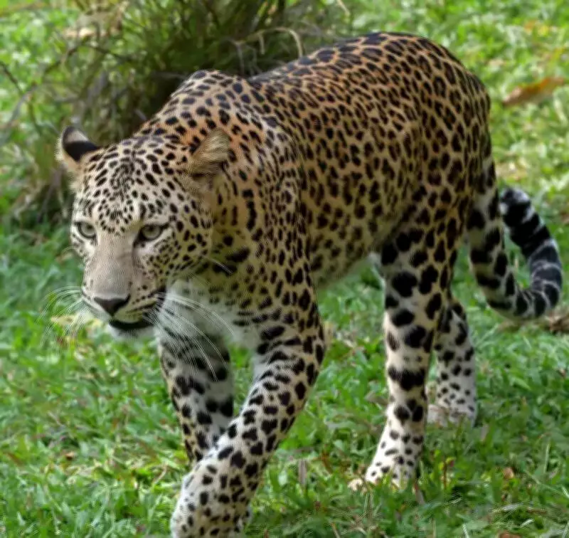 Pune's Junnar Forest Division Sees Record 238 Leopard Rescues in 5 Years
