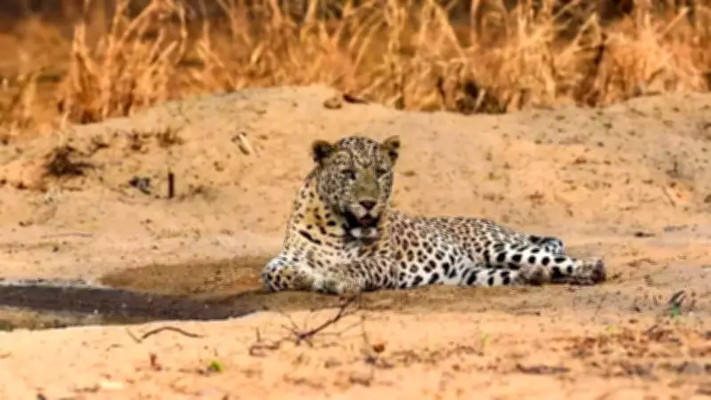 Pune's Leopard Contraception Pilot Aims to Curb Human-Animal Conflict