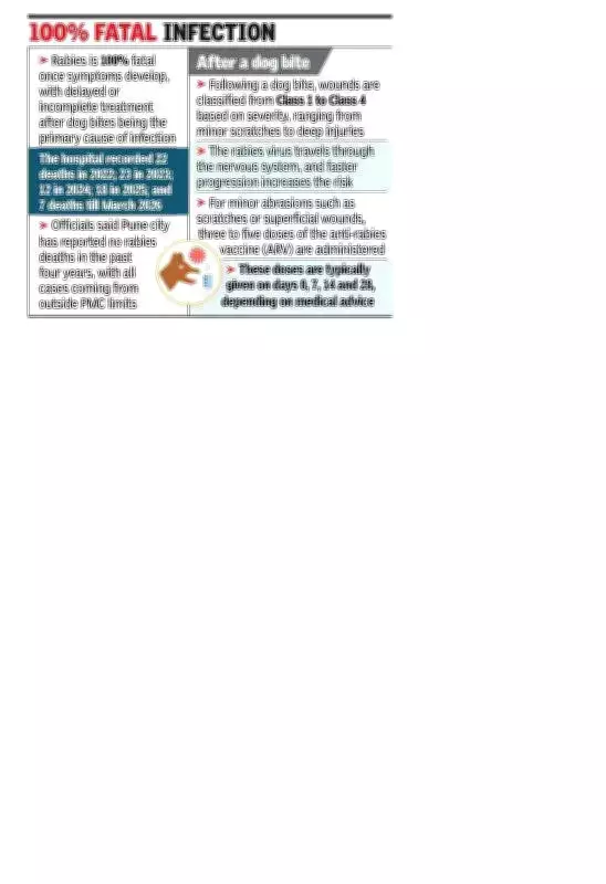 Pune's Naidu Hospital Reports 82 Rabies Cases, Highlights Rural Treatment Gaps
