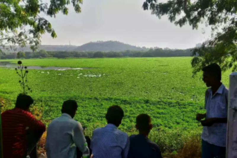 Pune's Pashan Lake Gets Sewage Diversion Plan After Mass Fish Kill